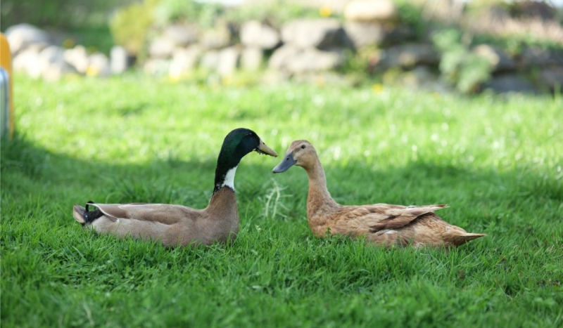 Enten bei der Ferienwohnung bei Memmingen
